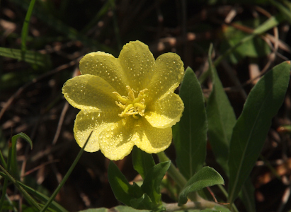 [One fully-opened yellow bloom with the top petals shaded from the full sun. Because of the shading, the many dew drops appear as light yellow dots on the petals. The lower petals are in full sun and the many small dewdrops on them show the petal color through them. The all-yellow stamen protrude from the center in a twisted fashion.]